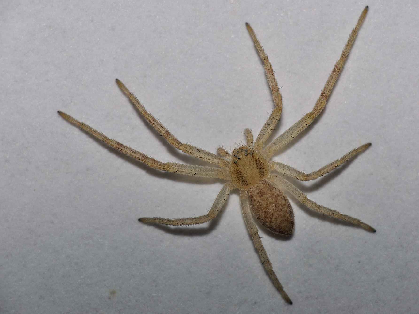 Philodromus sp.